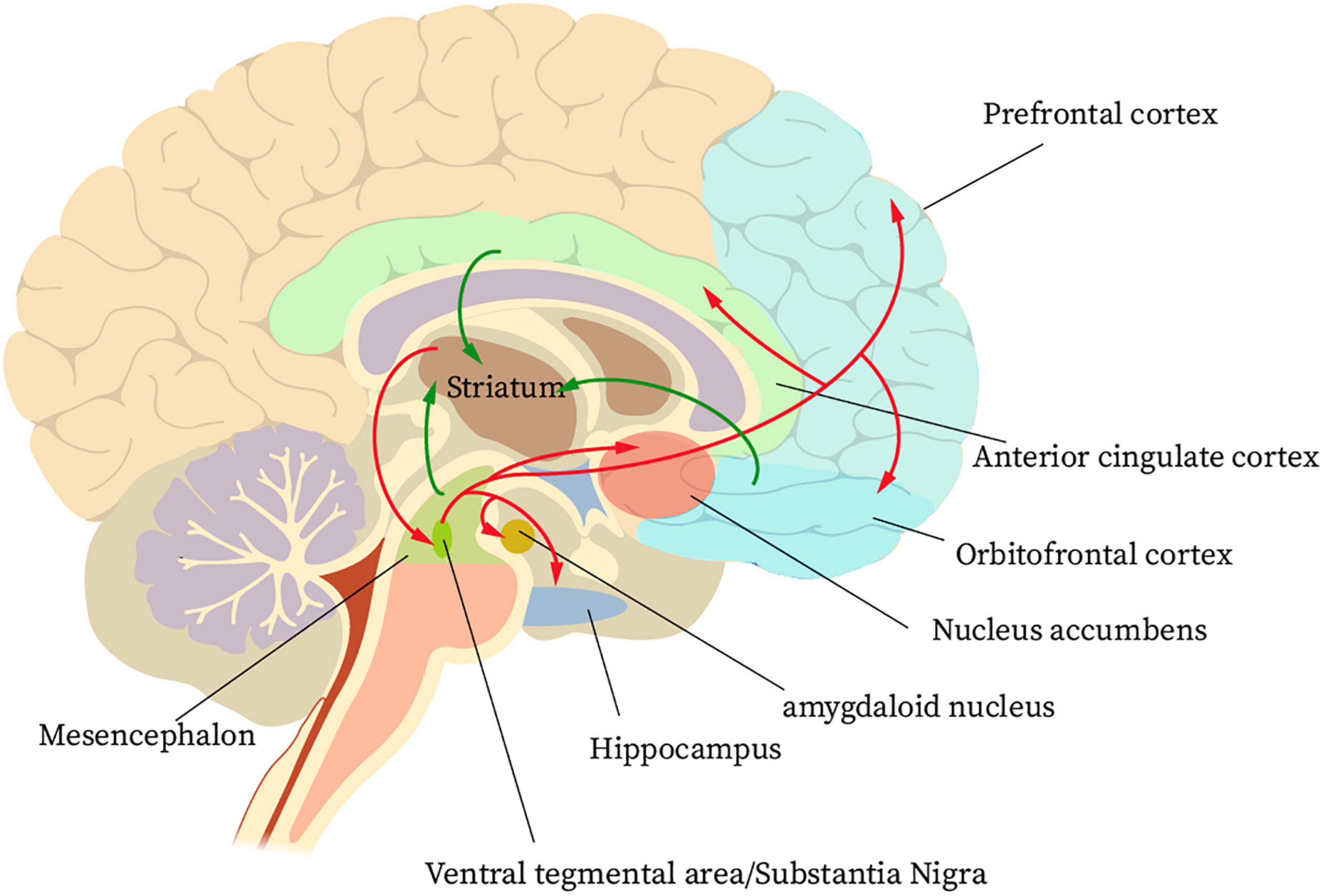 Overview on brain function enhancement of Internet addicts through exercise intervention: Based on reward-execution-decision cycle